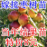 新疆和田枣果脆肉甜枣树苗枣树树苗南方北方盆栽地栽