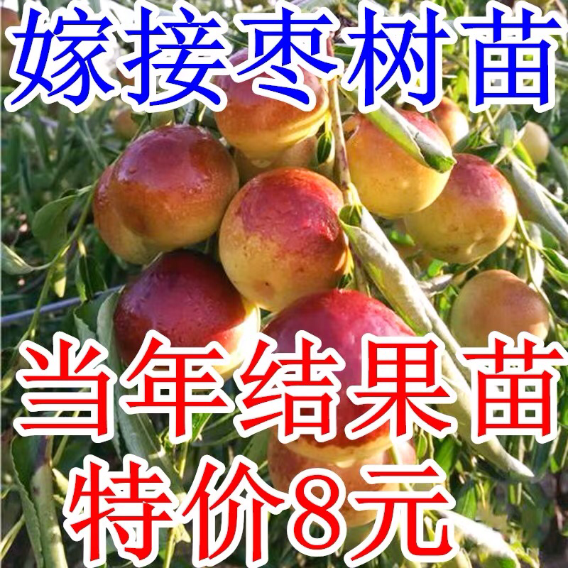 新疆和田枣果脆肉甜枣树苗枣树树苗南方北方盆栽地栽