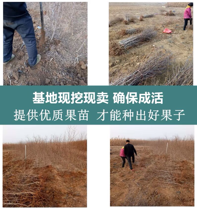 新疆和田枣果脆肉甜枣树苗枣树树苗南方北方盆栽地栽