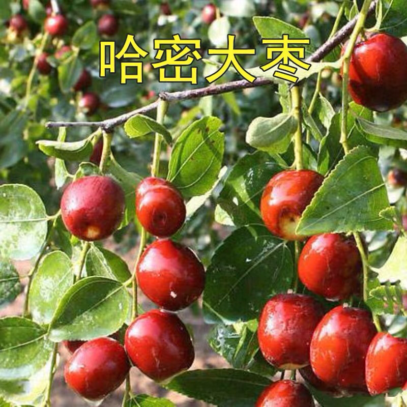 新疆和田枣果脆肉甜枣树苗枣树树苗南方北方盆栽地栽