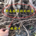 新疆和田枣果脆肉甜枣树苗枣树树苗南方北方盆栽地栽
