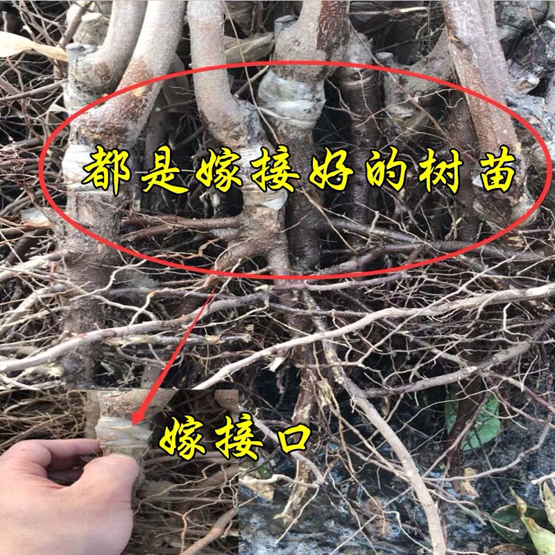 新疆和田枣果脆肉甜枣树苗枣树树苗南方北方盆栽地栽