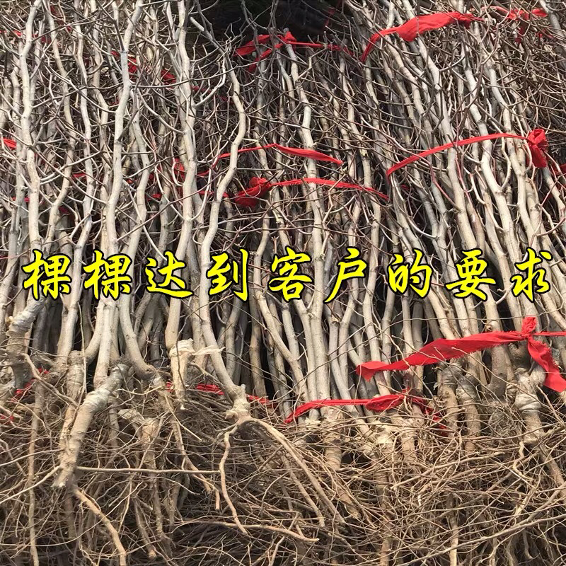 新疆和田枣果脆肉甜枣树苗枣树树苗南方北方盆栽地栽