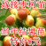 枣树苗占化冬枣，金丝大枣嫁接苗死苗补发，基地直销