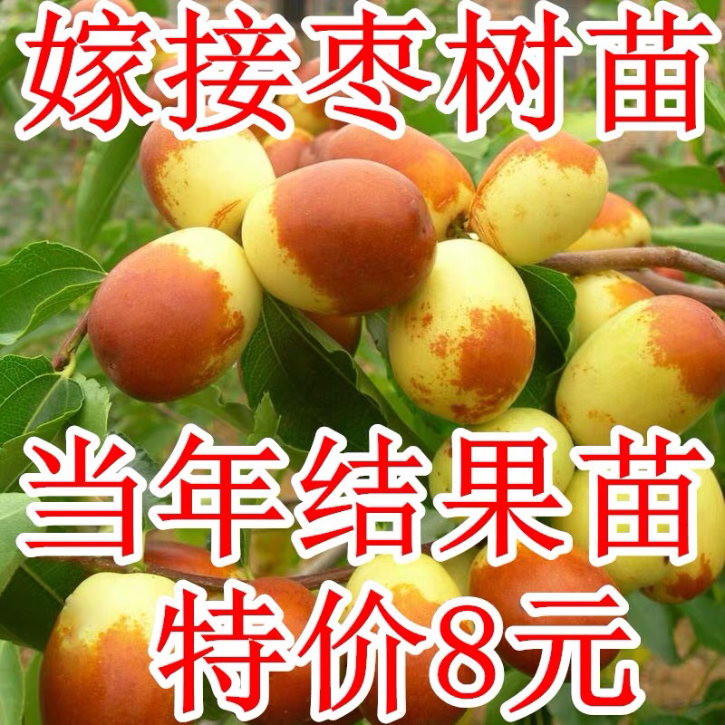 枣树苗占化冬枣，金丝大枣嫁接苗死苗补发，基地直销