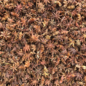 八角广西藤县古龙春花八角产地直销大量供货量大价优