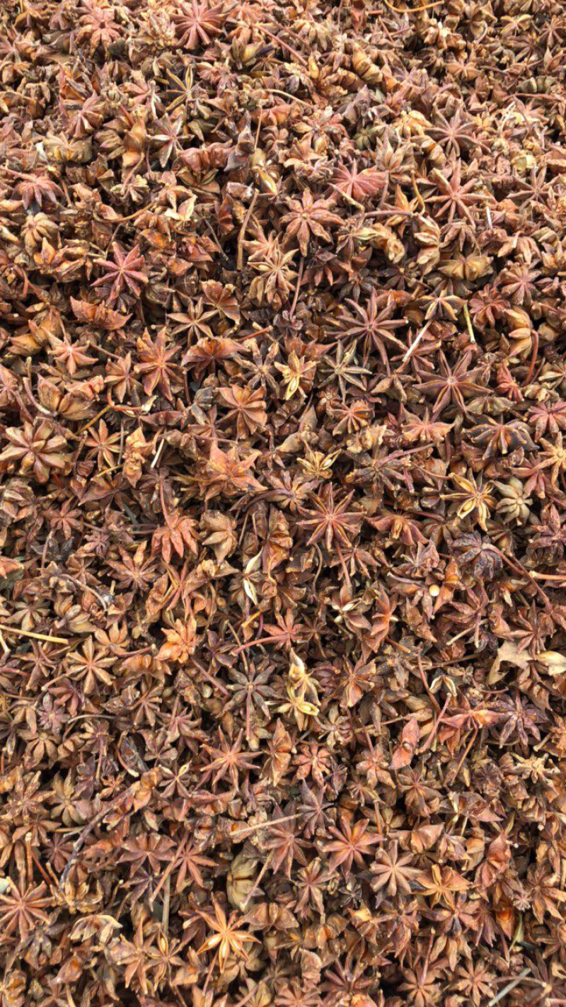 八角广西藤县古龙春花八角产地直销大量供货量大价优