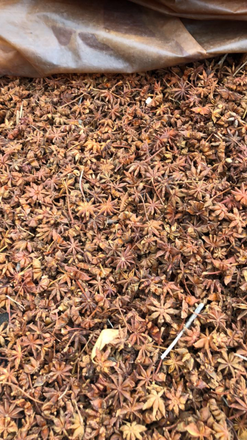 八角广西藤县古龙春花八角产地直销大量供货量大价优