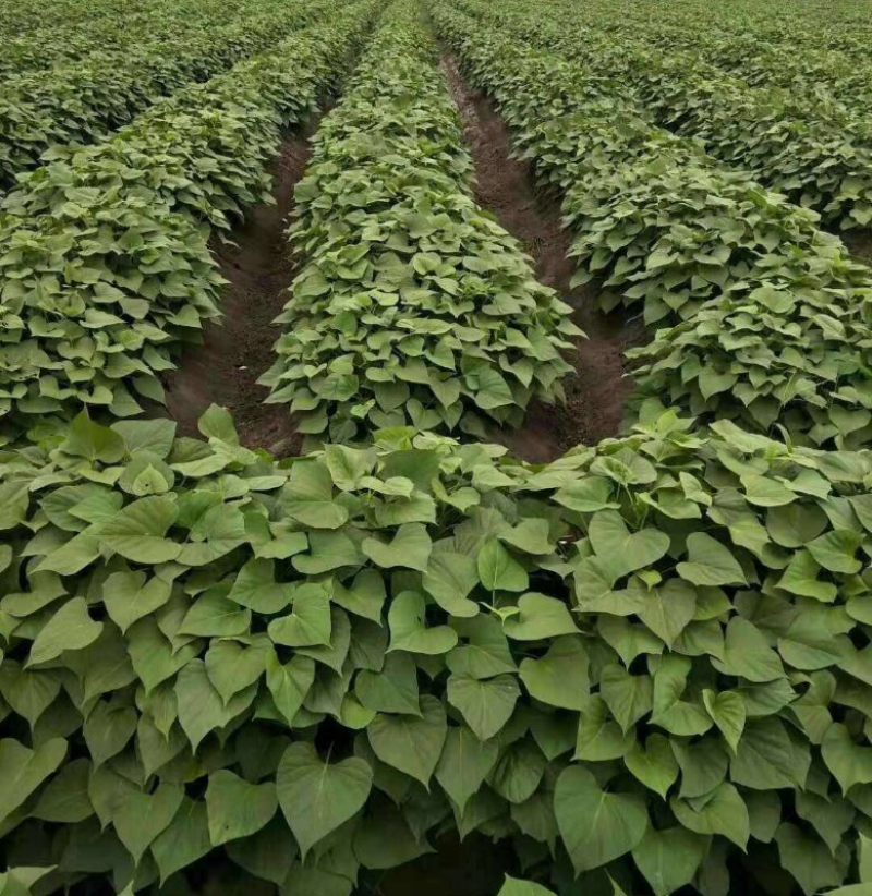 大量供应脱毒红薯苗水田大田剪苗