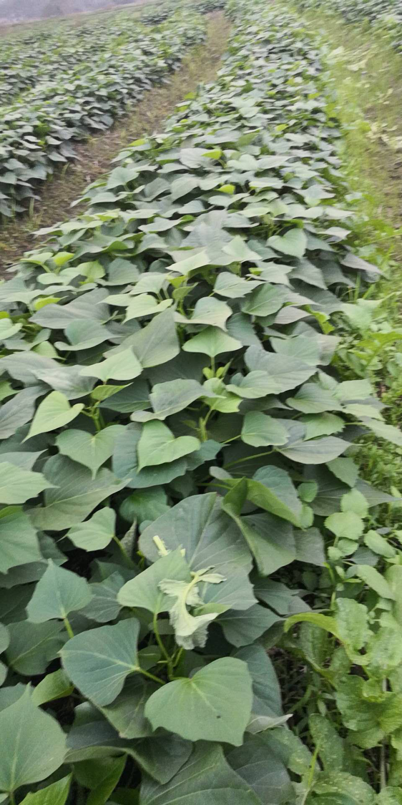 大量供应脱毒红薯苗水田大田剪苗