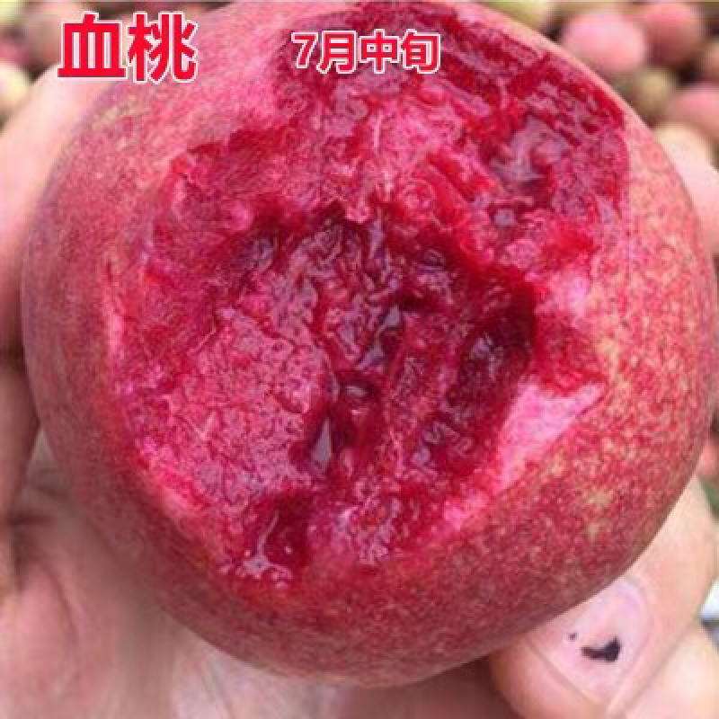 桃树苗紫肉血桃当年结果嫁接智利血桃树苗黄桃苗