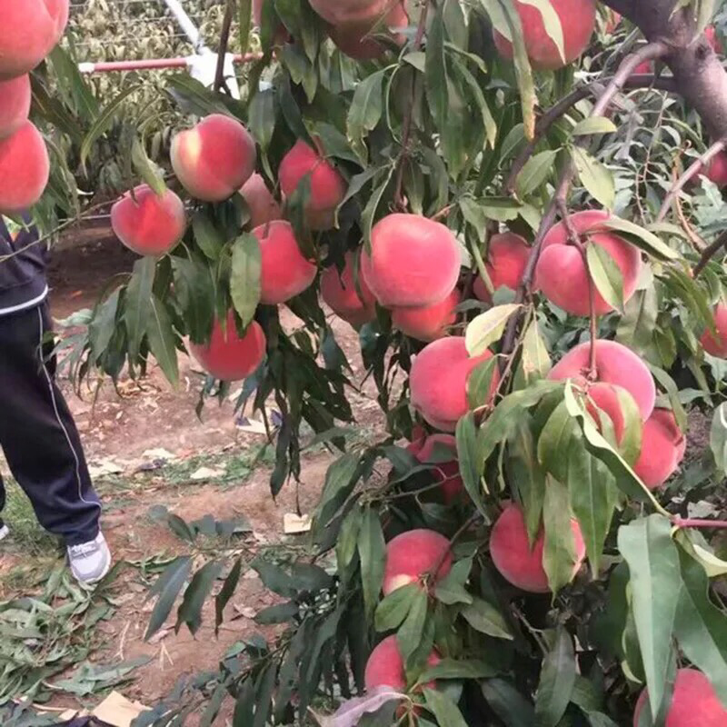 桃树苗紫肉血桃当年结果嫁接智利血桃树苗黄桃苗