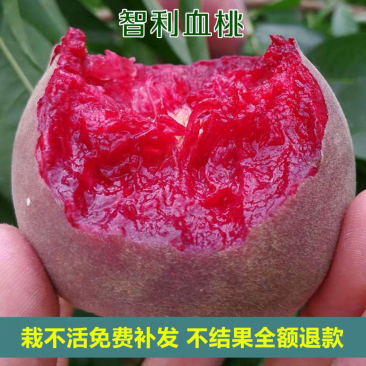 桃树苗紫肉血桃当年结果嫁接智利血桃树苗黄桃苗