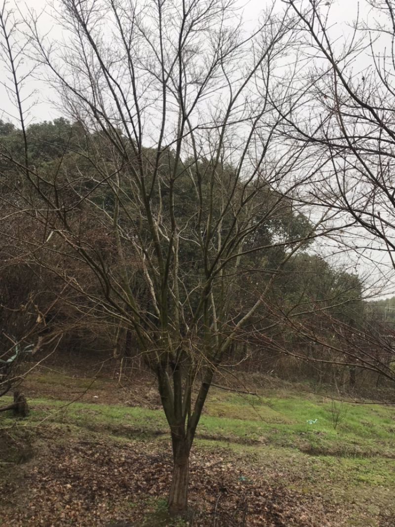 供应鸡爪槭，造型树，变色枫树各种品种，各种规格，量大优惠