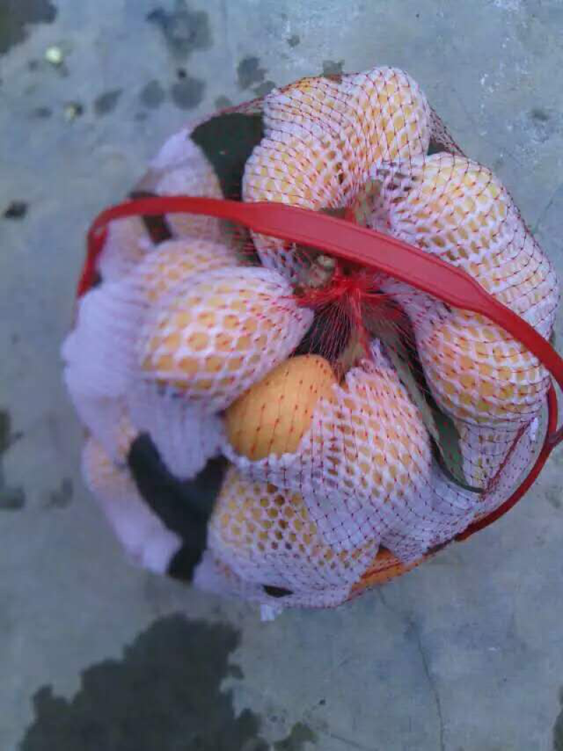 枇杷