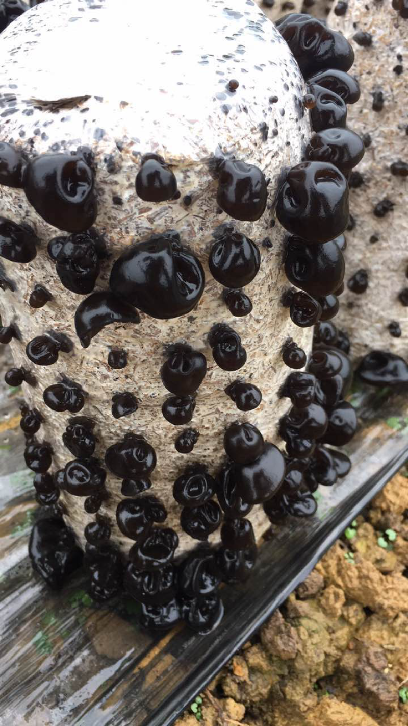 木耳菌棒小碗耳
