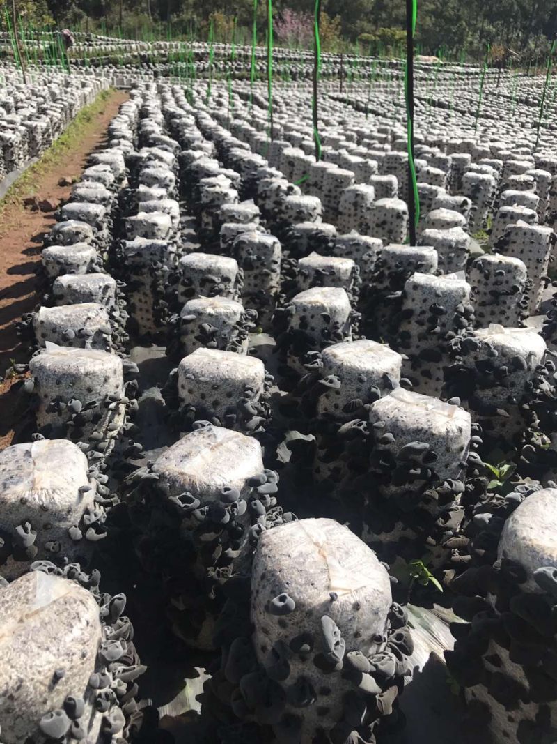 木耳菌棒小碗耳
