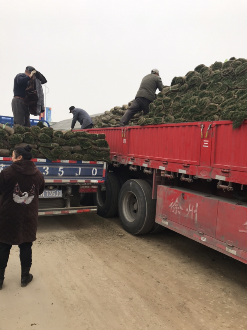 果岭草四季青草坪全部足方价格上车量大提供发票
