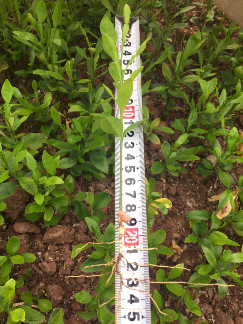 香橙奶苗