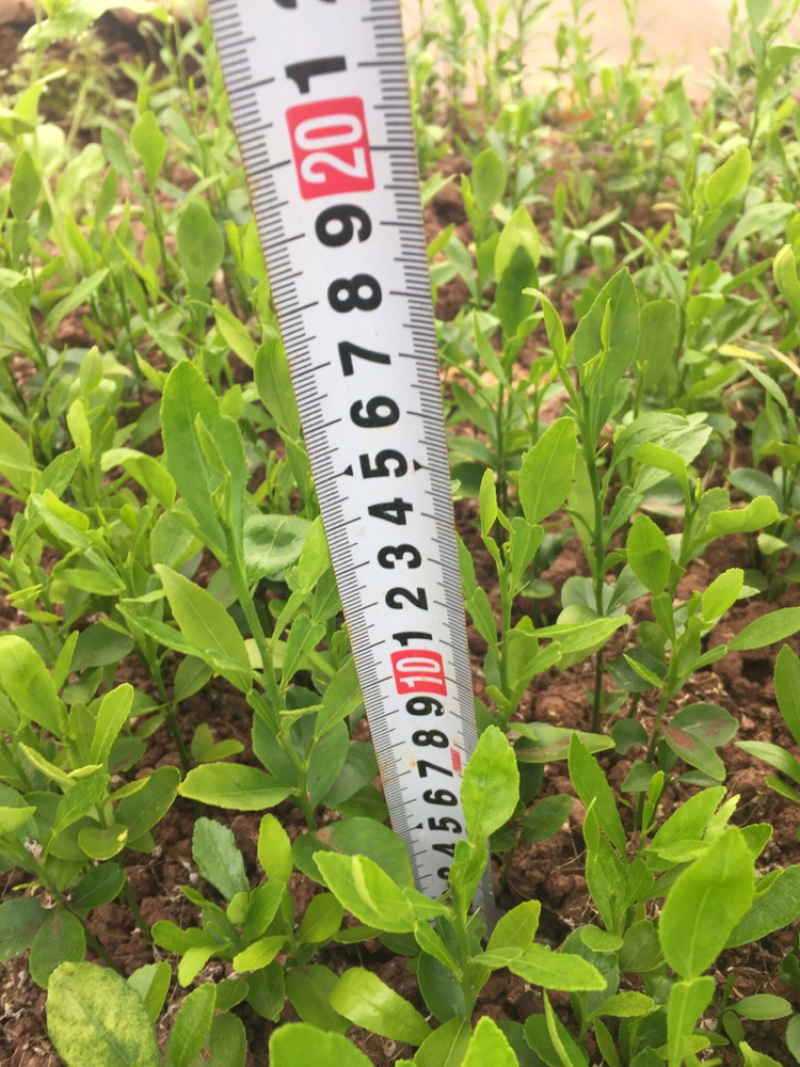 香橙奶苗