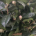山茶花树