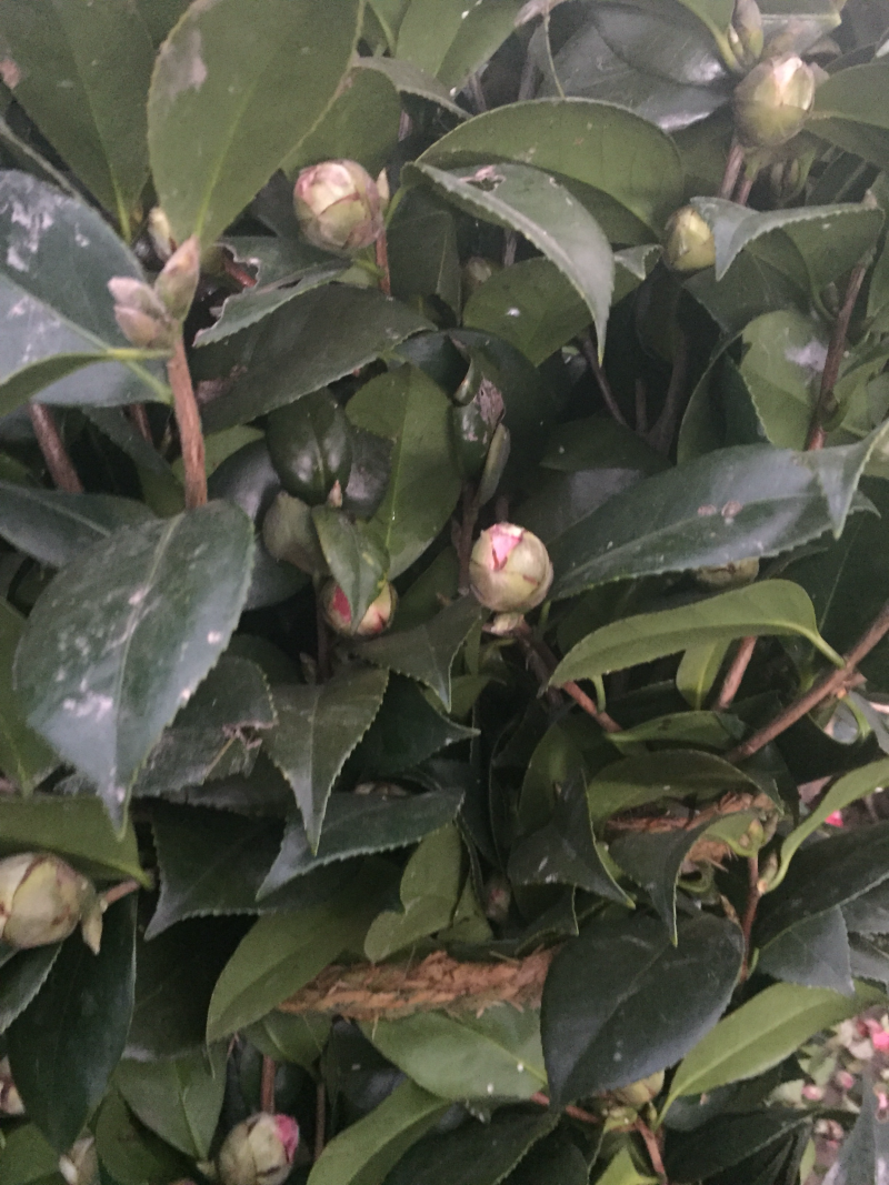 山茶花树