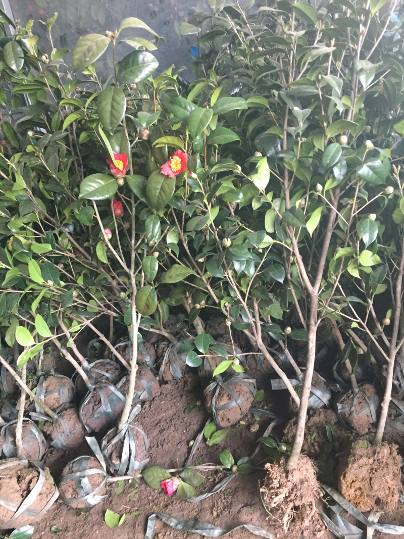 山茶花树