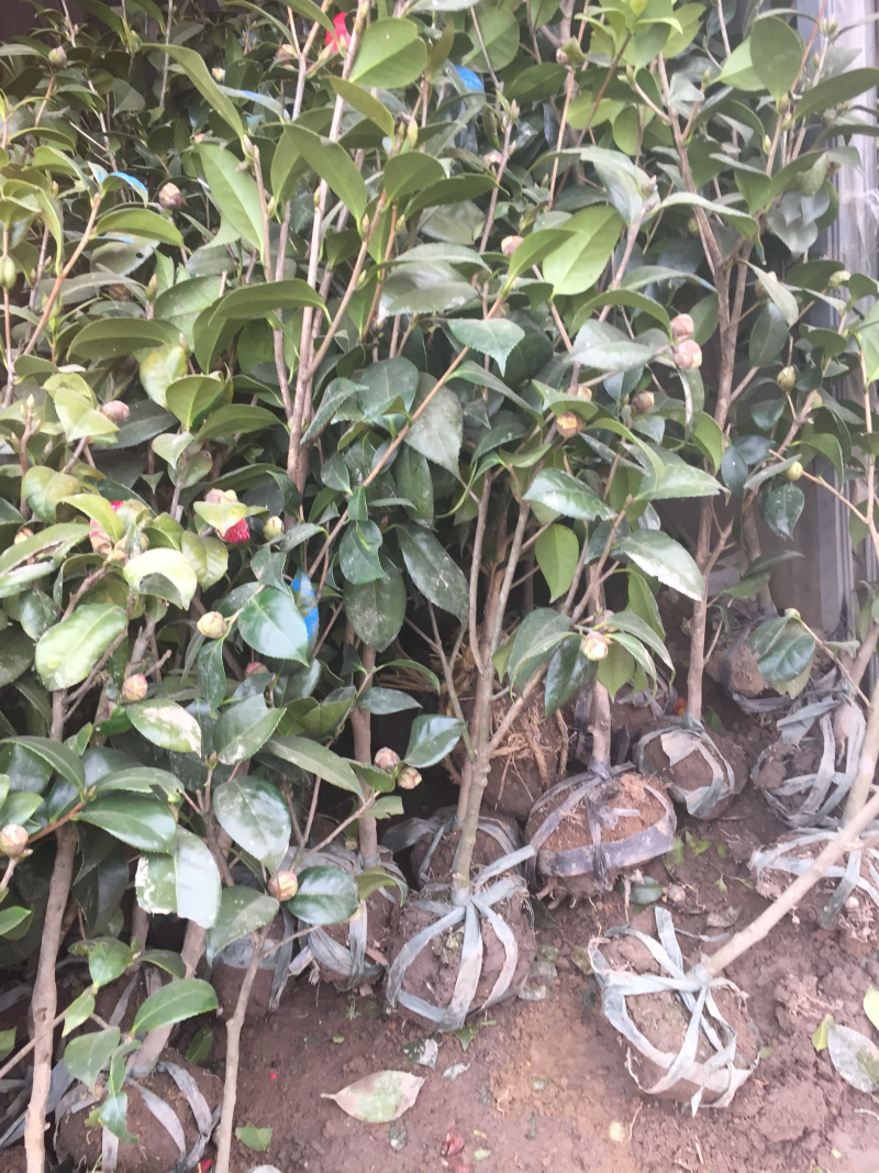 山茶花树