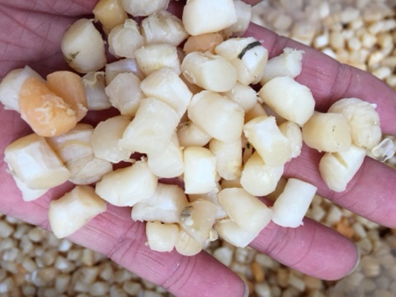 新货干贝干货250g-500g瑶柱干特级野生扇贝渔民自晒