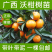 沃柑苗50~80cm