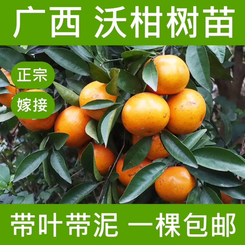 沃柑苗50~80cm