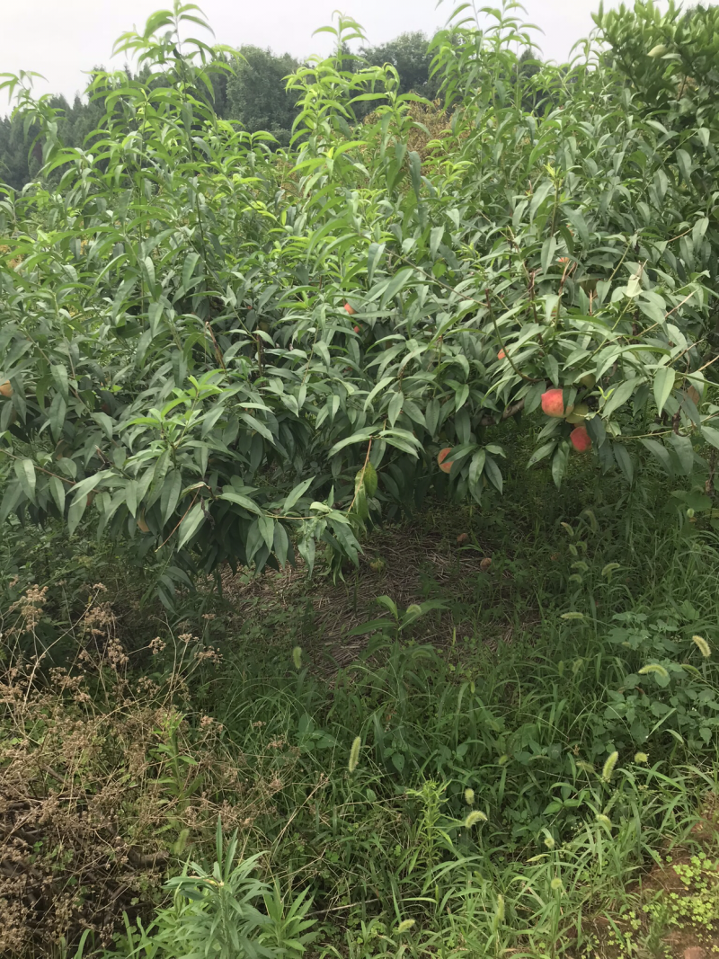 青叶桃4-20cm