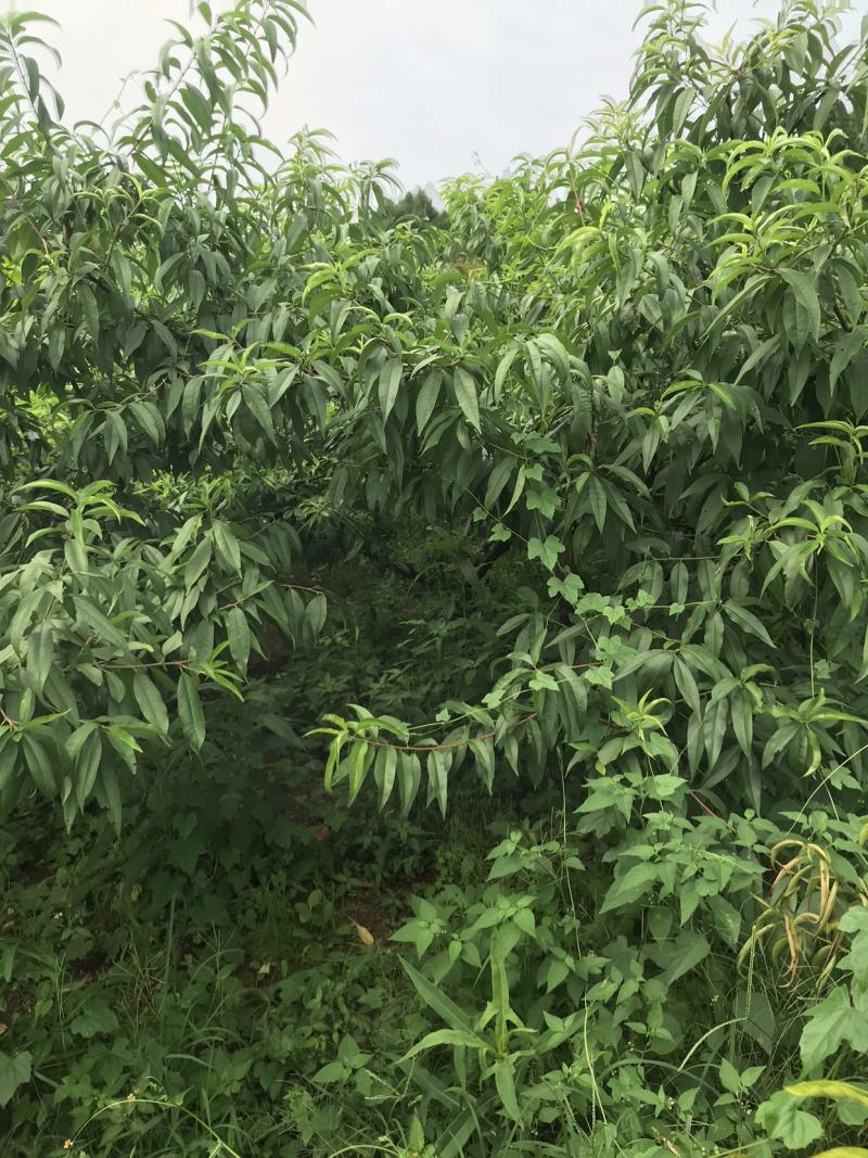 青叶桃4-20cm