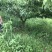 青叶桃4-20cm