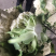青梗菜