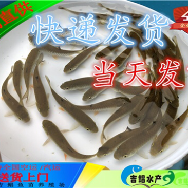 军鱼苗快递发货
