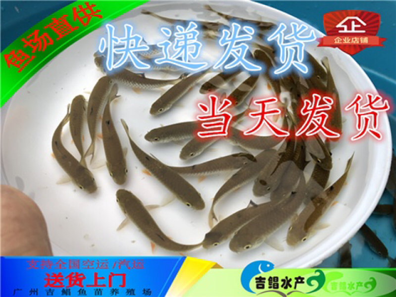军鱼苗快递发货