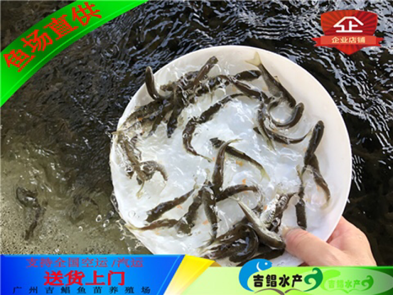 军鱼苗快递发货