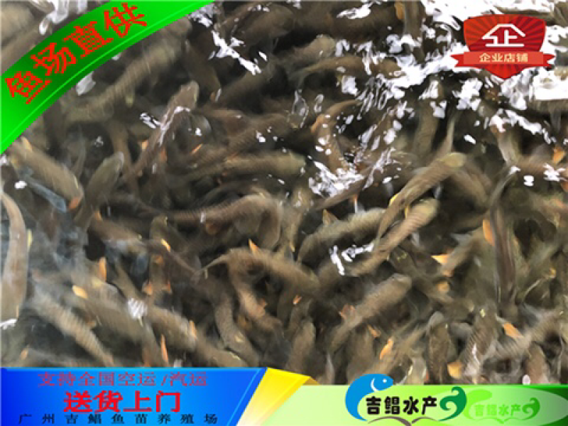 军鱼苗快递发货