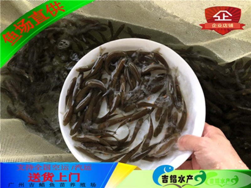 军鱼苗快递发货