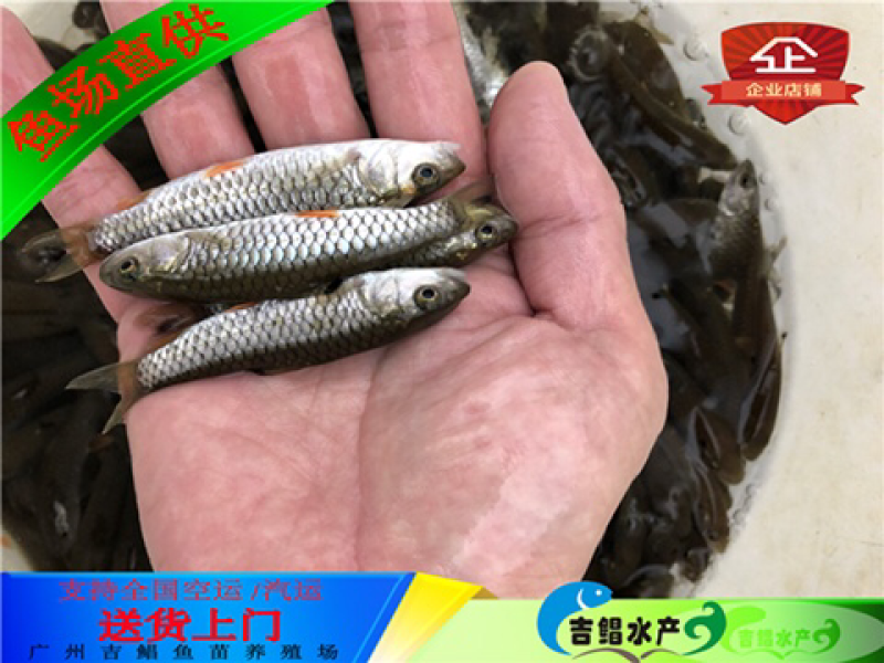 军鱼苗快递发货