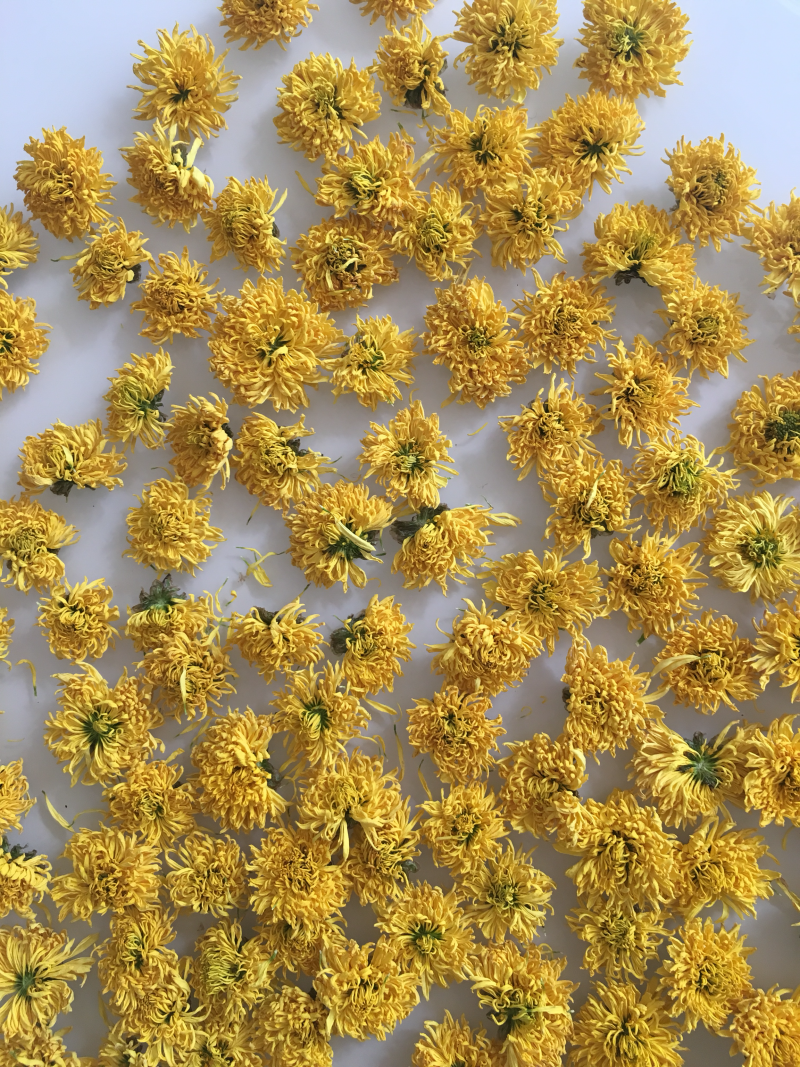 漂亮的婺源皇菊茶