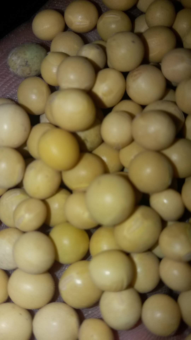 黑龙江非转基因优质大豆