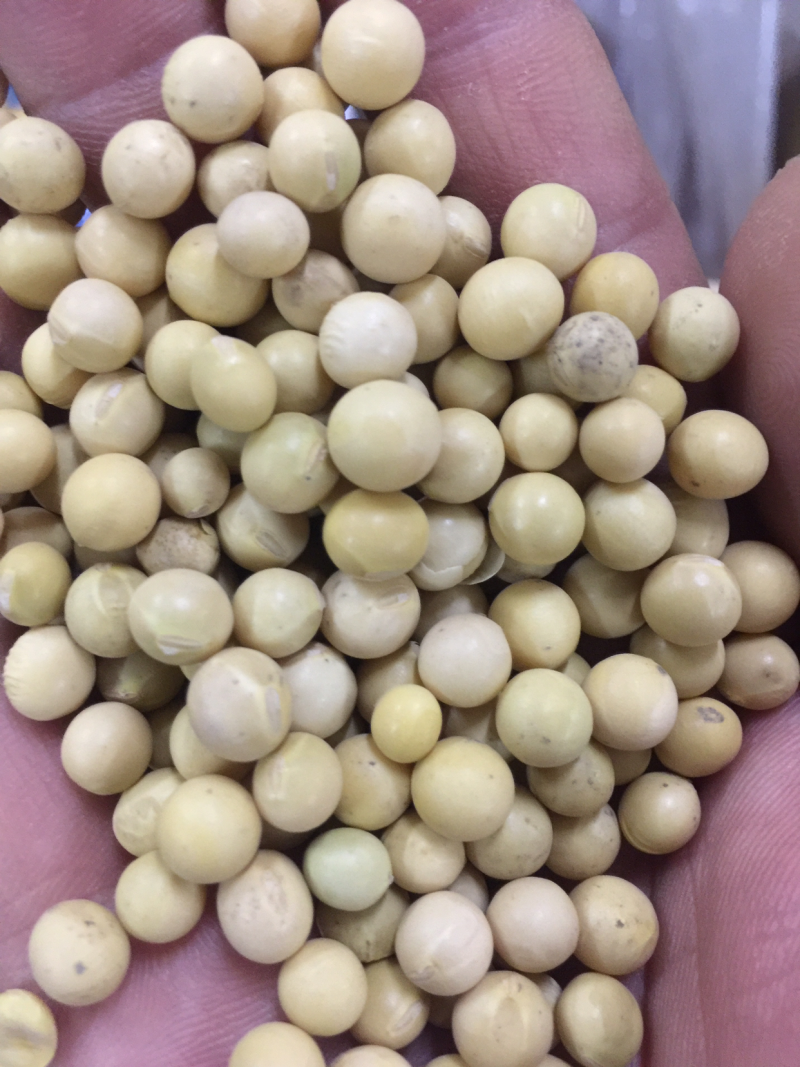 黑龙江非转基因优质大豆