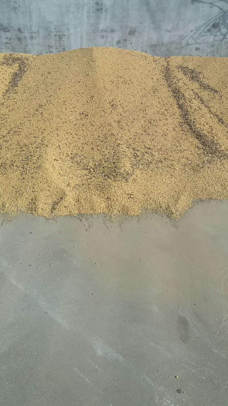 黑龙江非转基因优质大豆