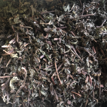 旱连草