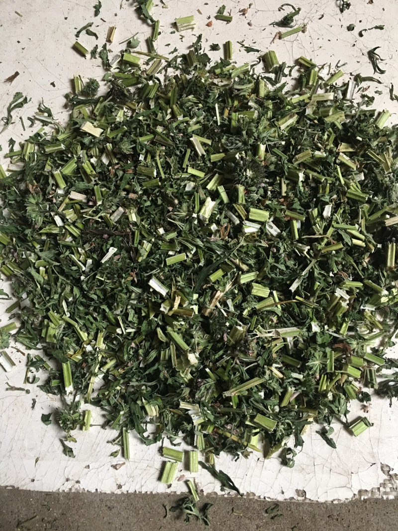 益母草