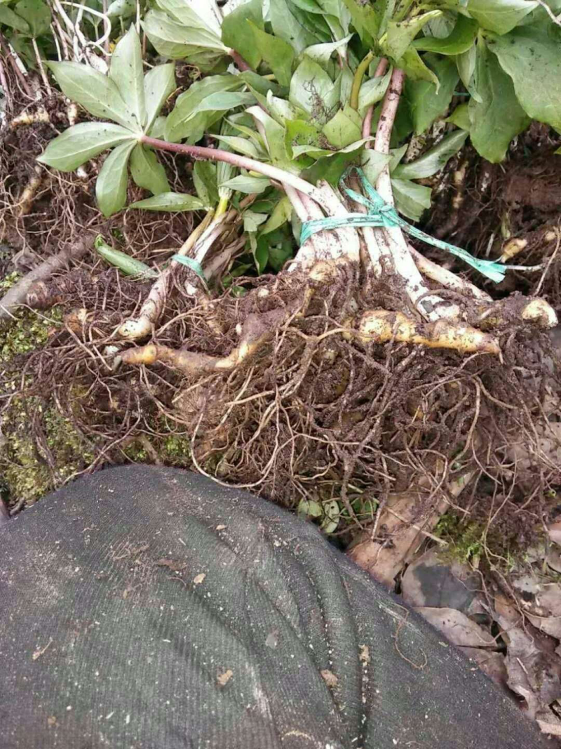 重楼苗