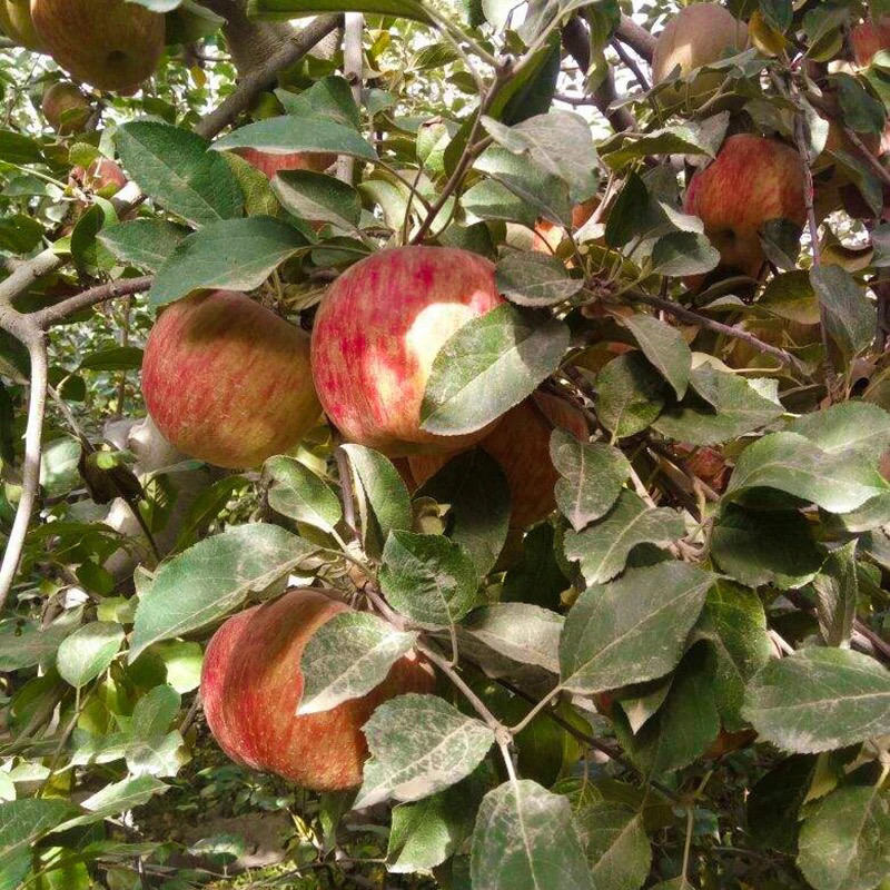 苹果树苗北方种植地栽室外盆栽南方种植红富士冰糖心苹果当年