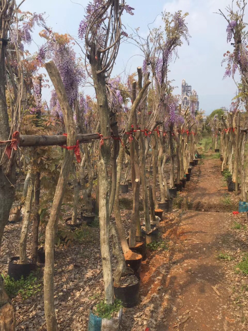 紫藤，3公分紫藤，紫藤小苗，8公分紫藤，紫藤种子